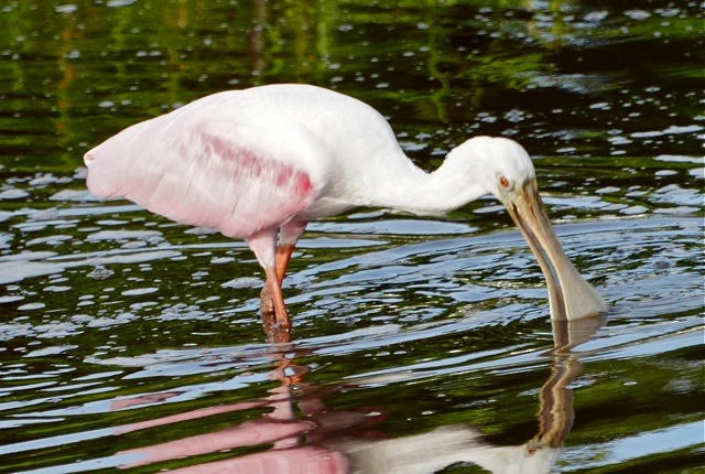 Roseate Spoonbill - ML642594973
