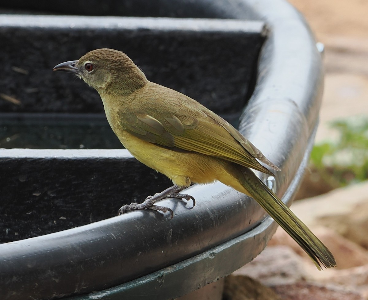 Yellow-bellied Greenbul - ML642594976