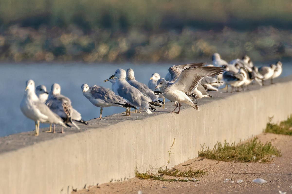 Ring-billed Gull - ML642594977