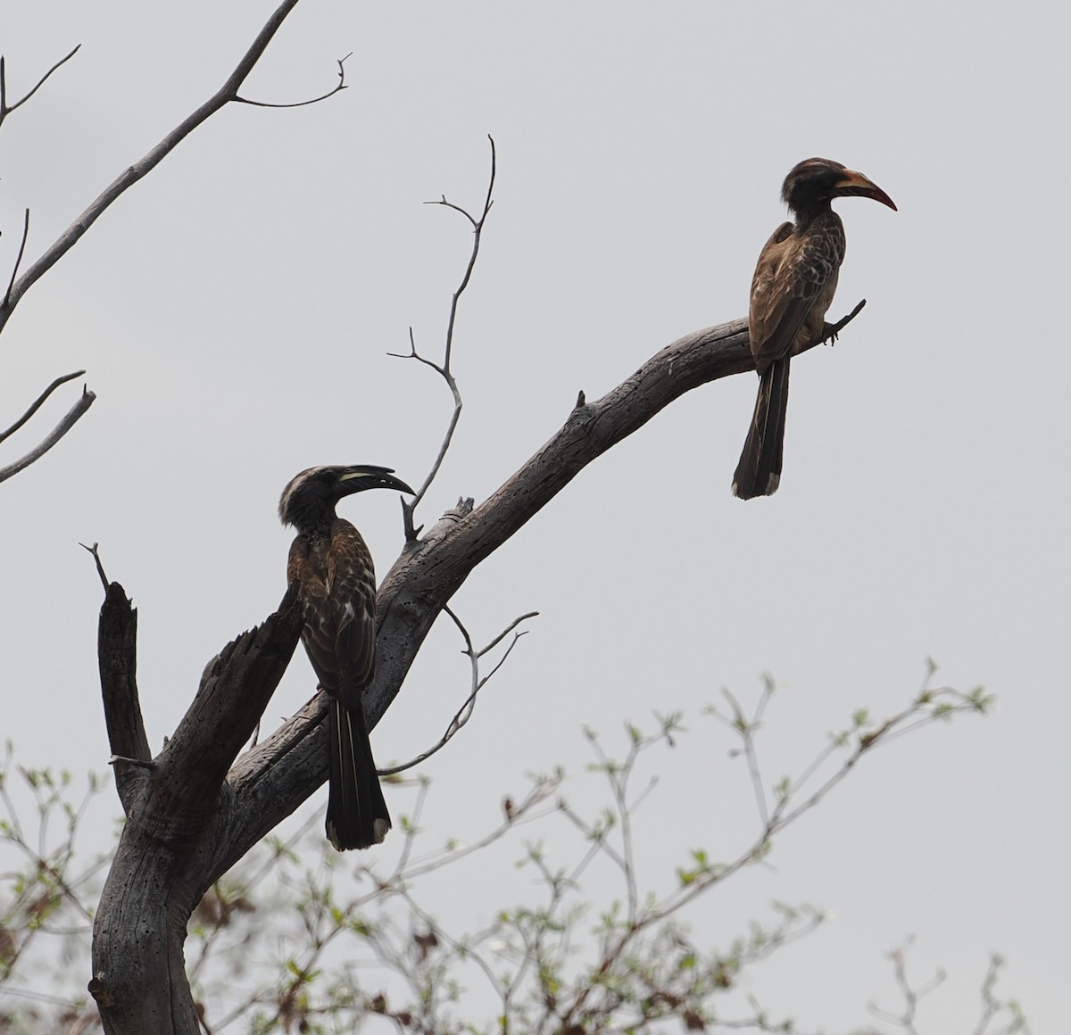 African Gray Hornbill - ML642594989