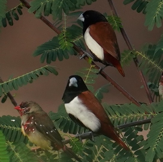 Tricolored Munia - ML642594993