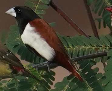 Tricolored Munia - ML642594994