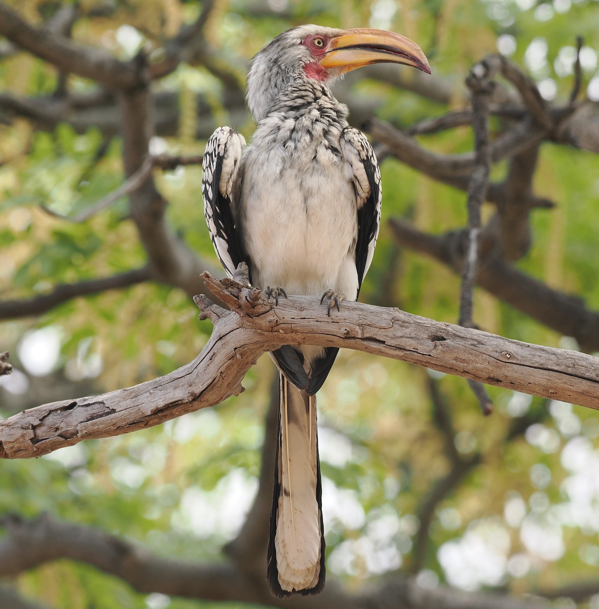 Southern Yellow-billed Hornbill - ML642594997