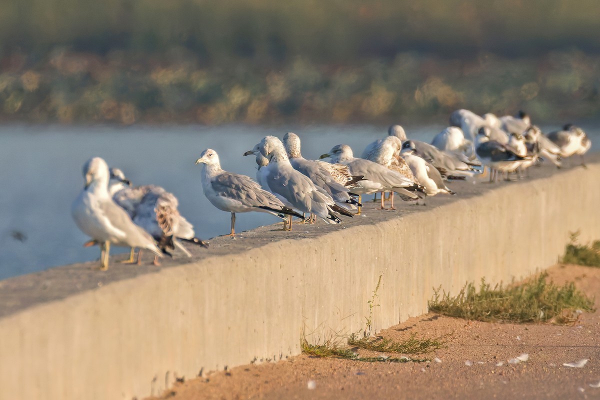Ring-billed Gull - ML642595014