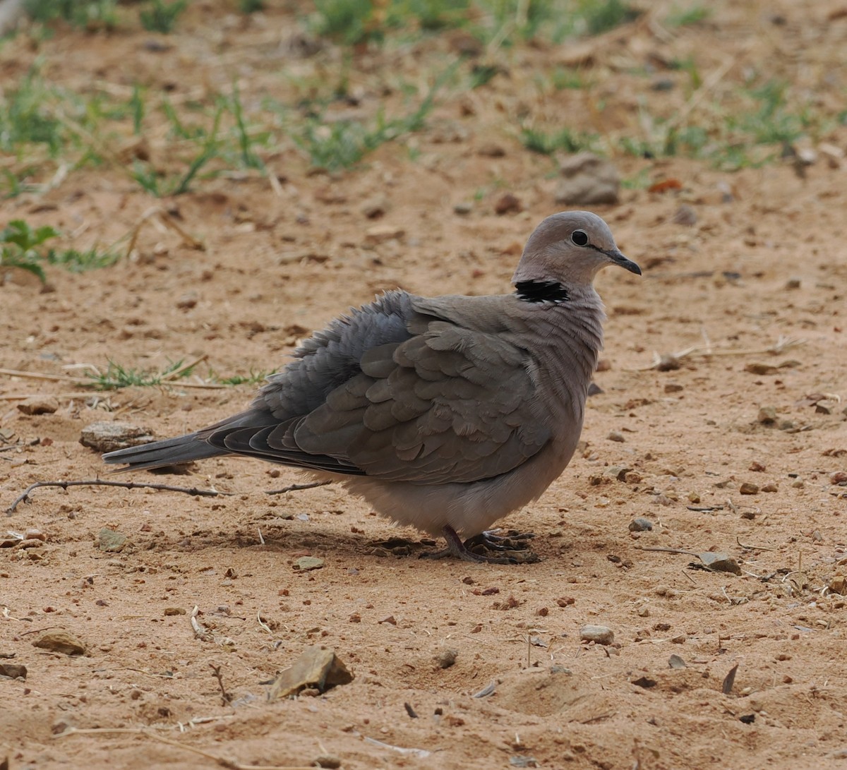 Ring-necked Dove - ML642595028