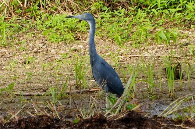 Little Blue Heron - ML642595061