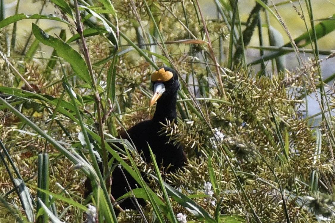 Northern Jacana - ML642595069