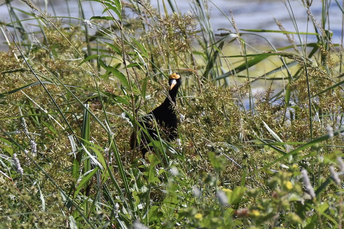 Northern Jacana - ML642595070