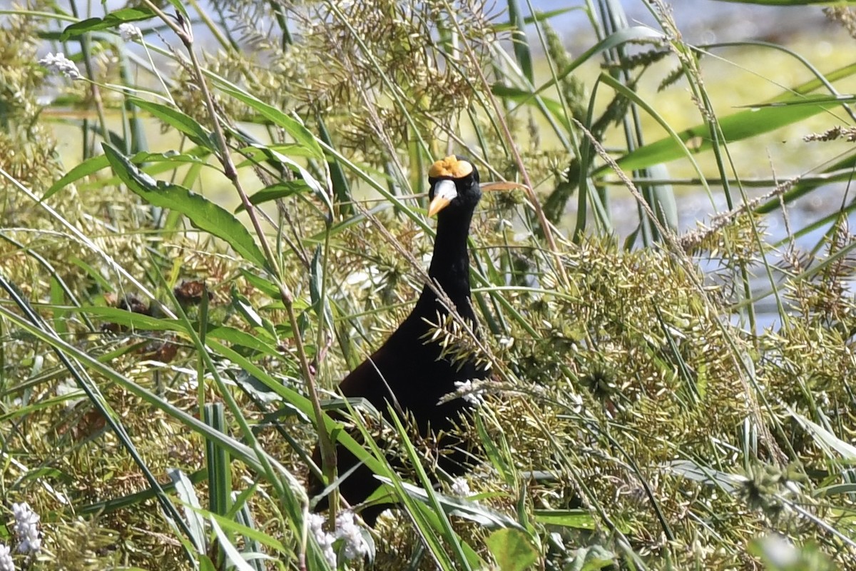 Northern Jacana - ML642595071