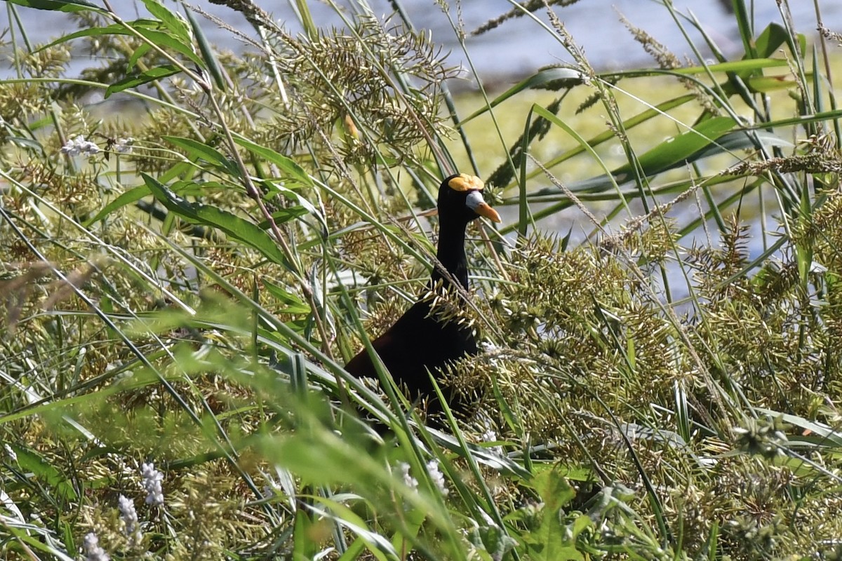 Northern Jacana - ML642595072