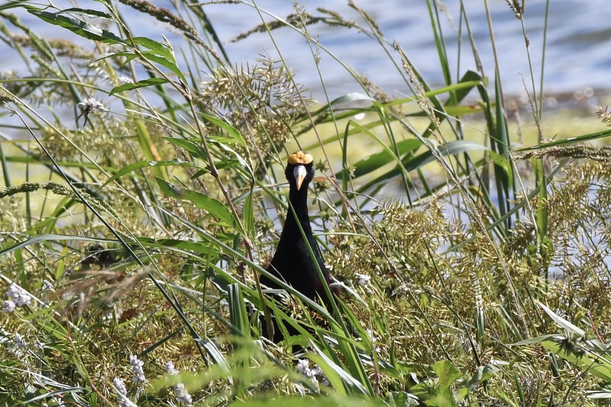Northern Jacana - ML642595073