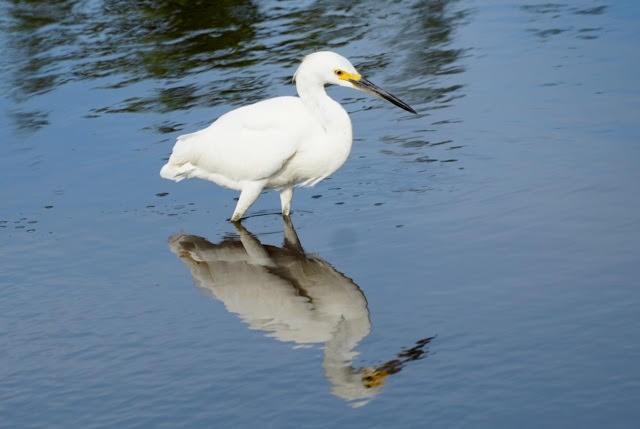 Snowy Egret - ML642595083