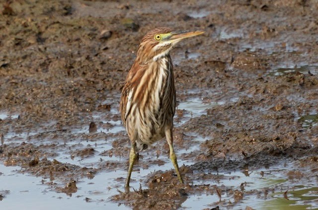 Green Heron - ML642595110