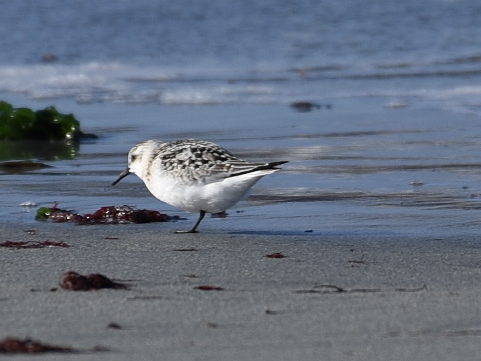 Sanderling - ML642595112
