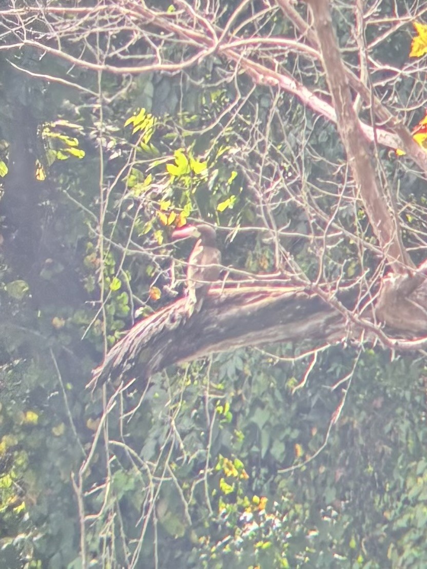 Brown Booby - ML642595122