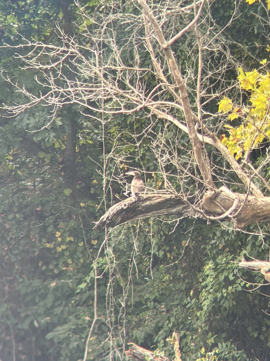 Brown Booby - ML642595124