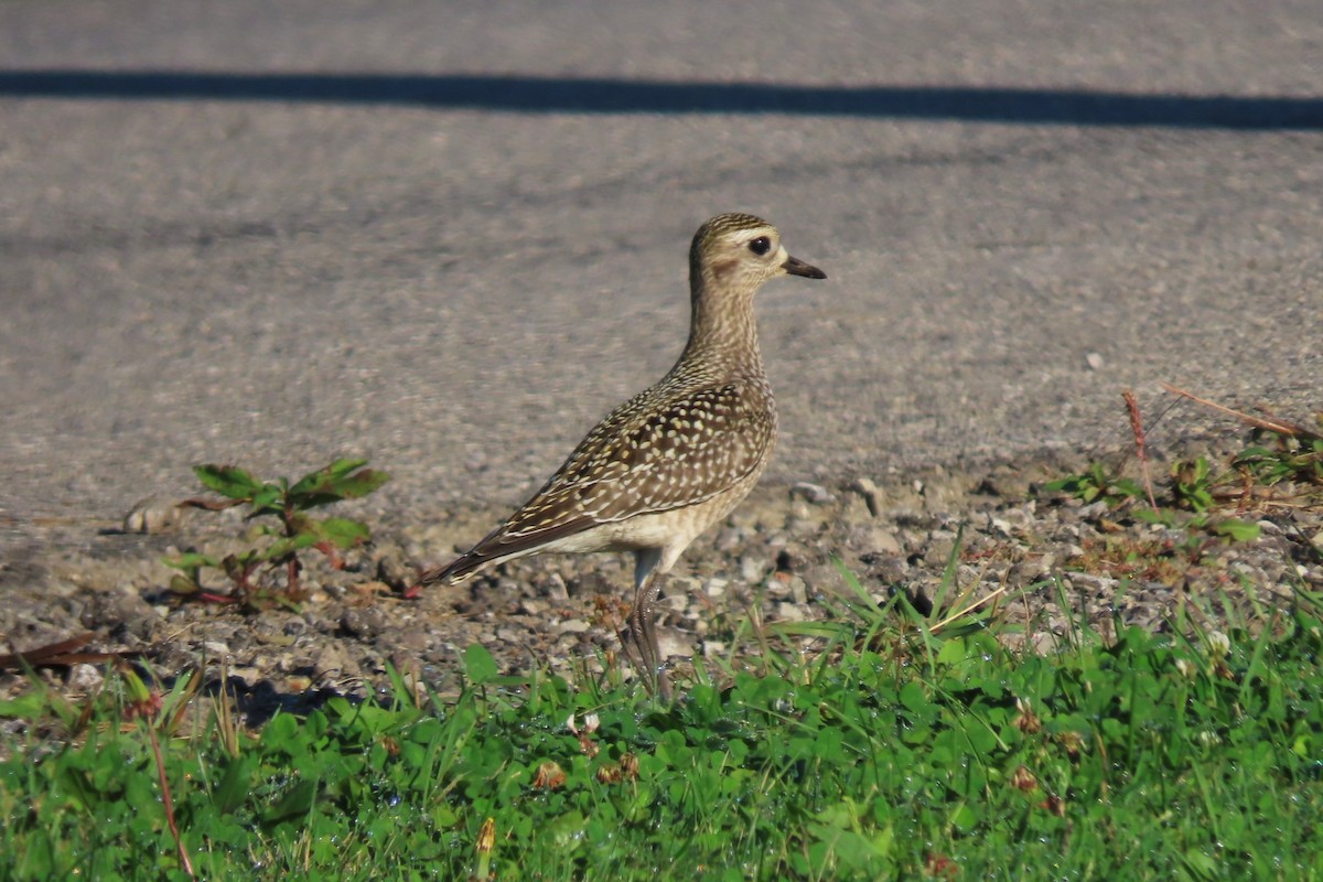 American Golden-Plover - ML642595133