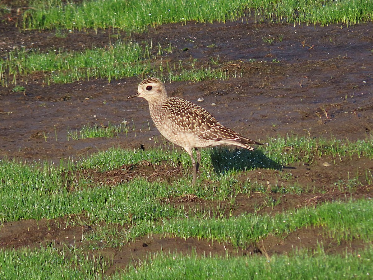 American Golden-Plover - ML642595134
