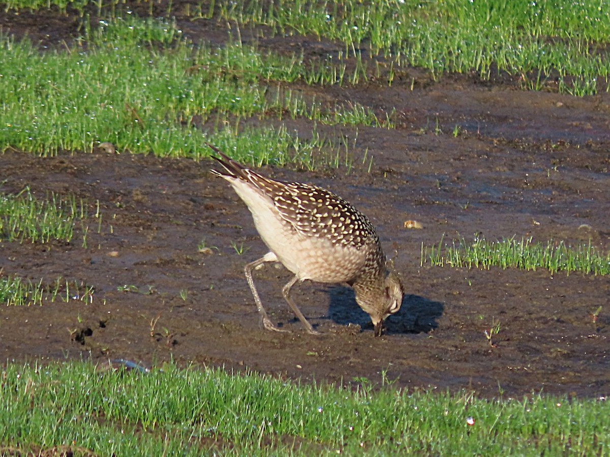 American Golden-Plover - ML642595135