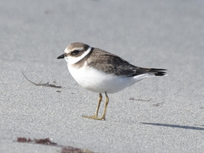 Common Ringed Plover - ML642595136
