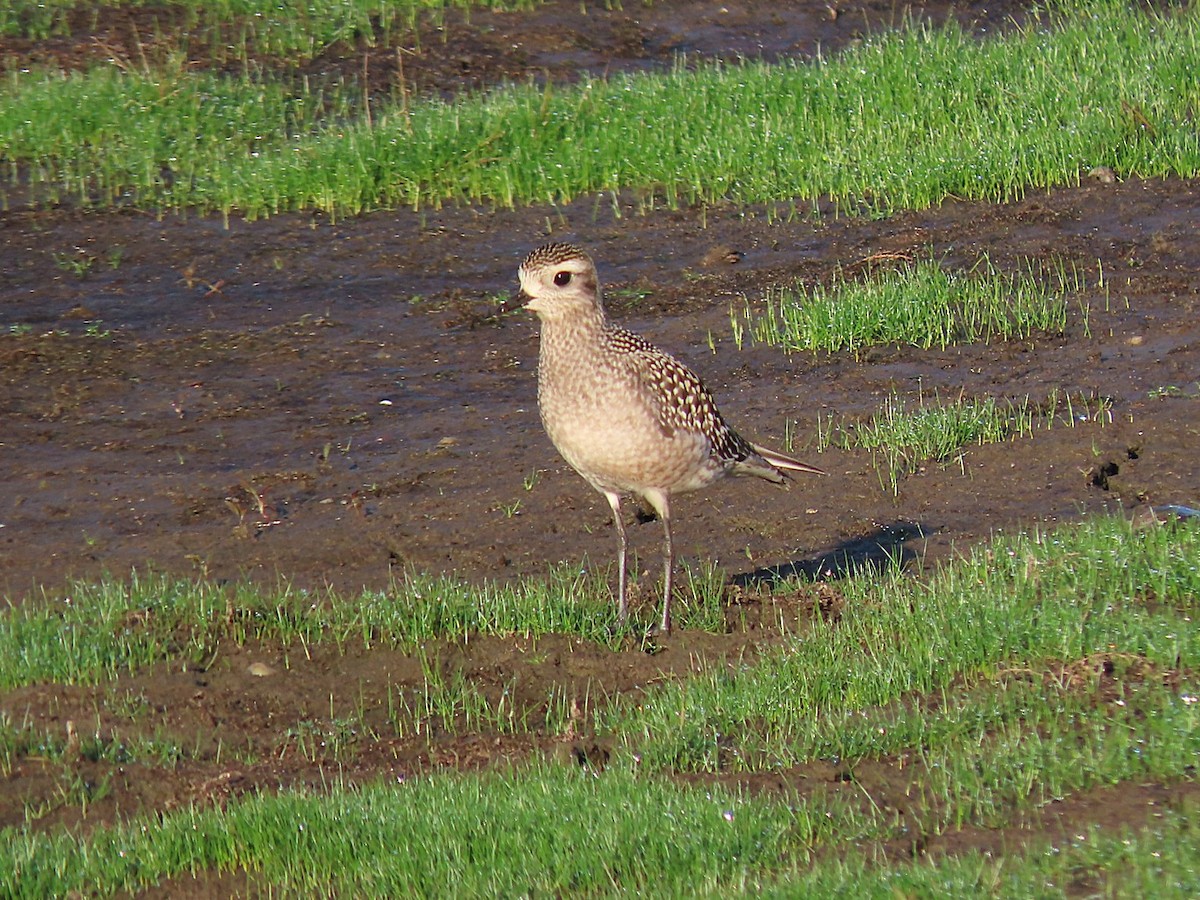 American Golden-Plover - ML642595137