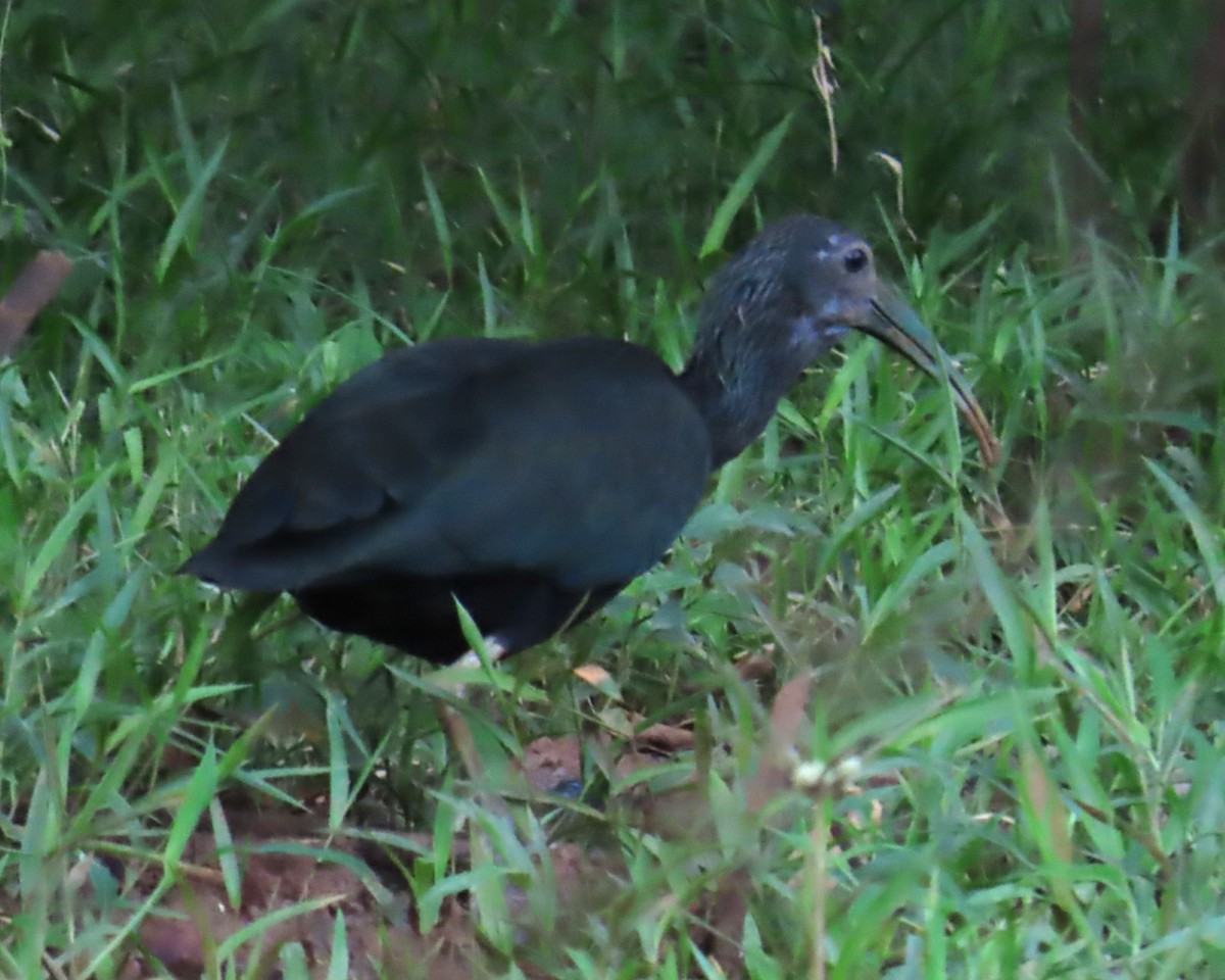 Green Ibis - ML642595160