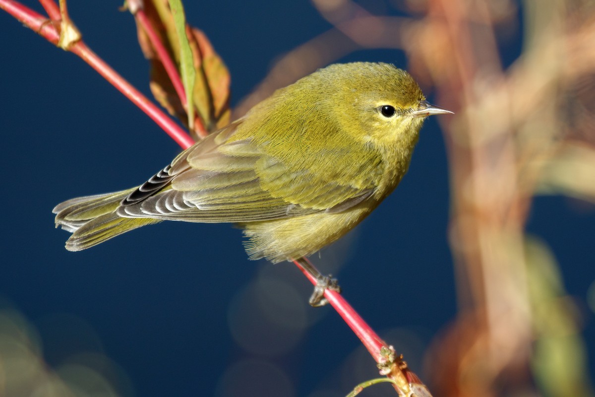 Tennessee Warbler - ML642595161