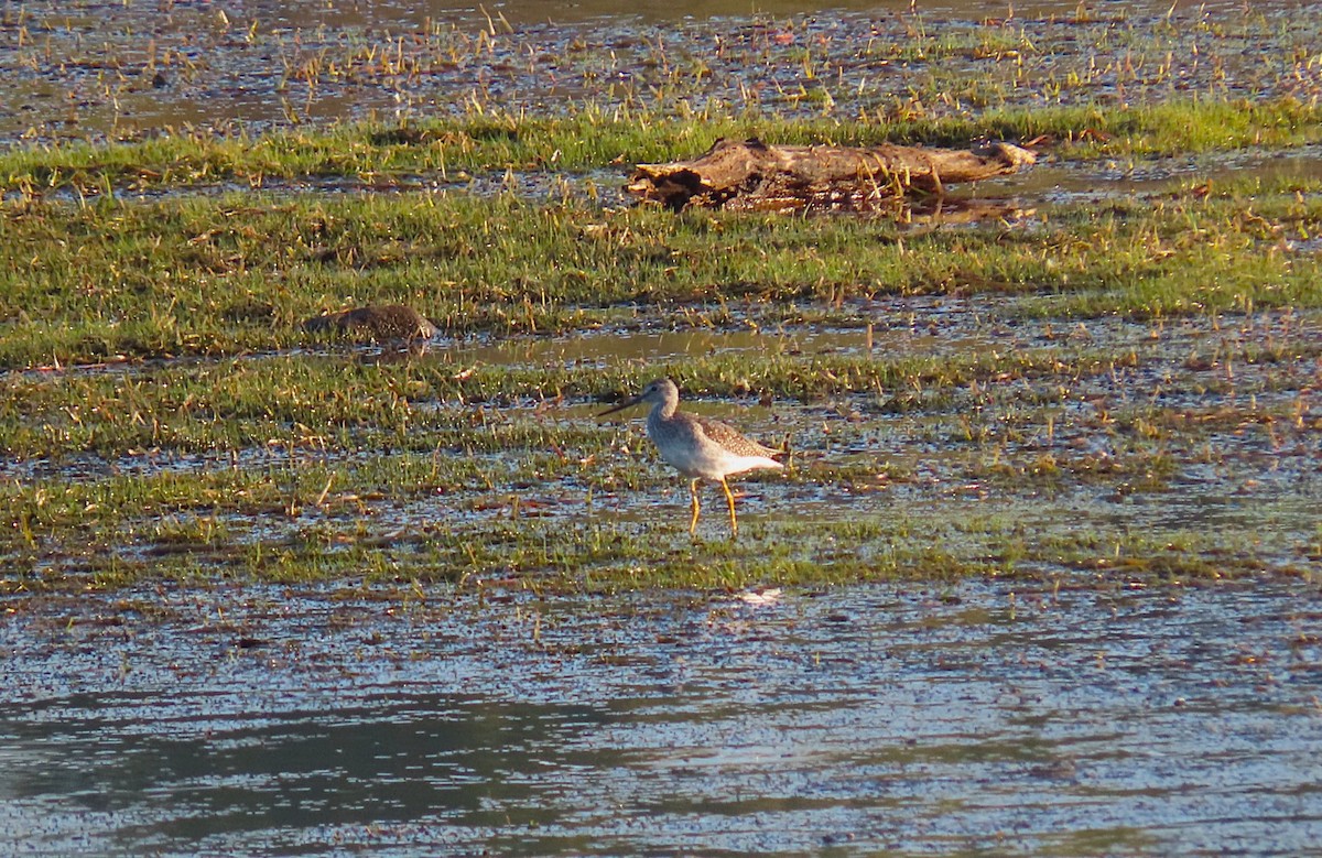 Greater Yellowlegs - ML642595183