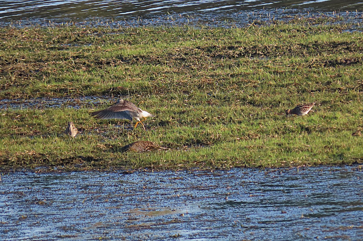 Greater Yellowlegs - ML642595184