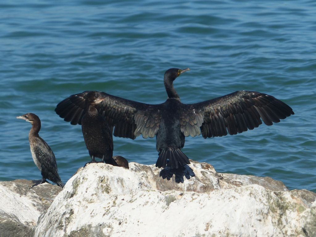 Great Cormorant - ML642595189