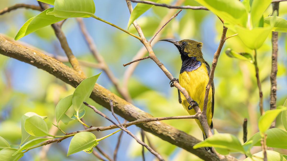 Ornate Sunbird - ML642595190