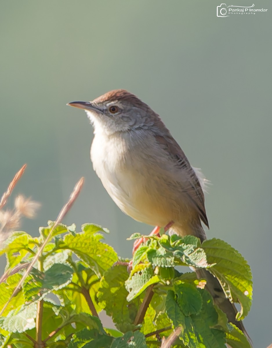 Jungle Prinia - ML642595203