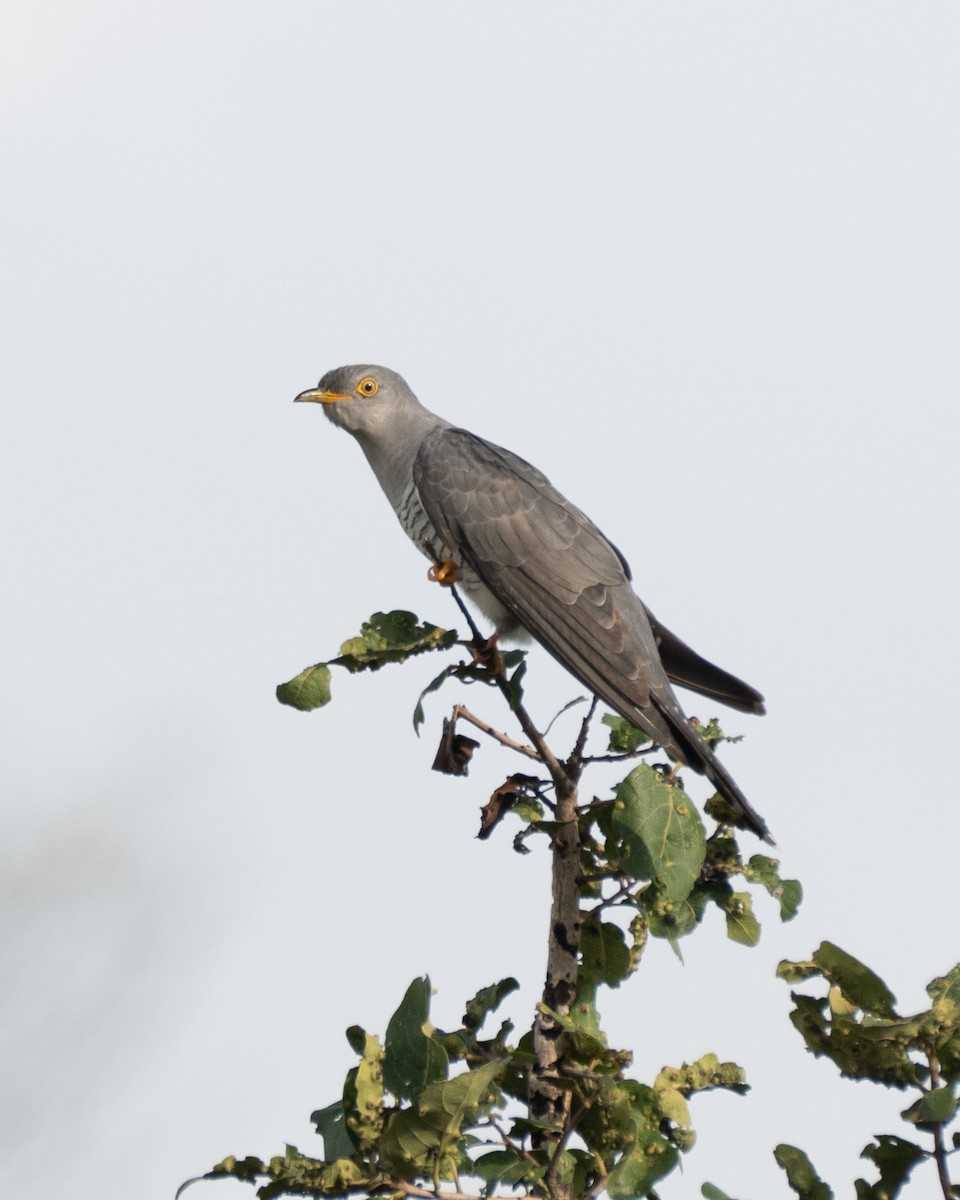 Common Cuckoo - ML642595208
