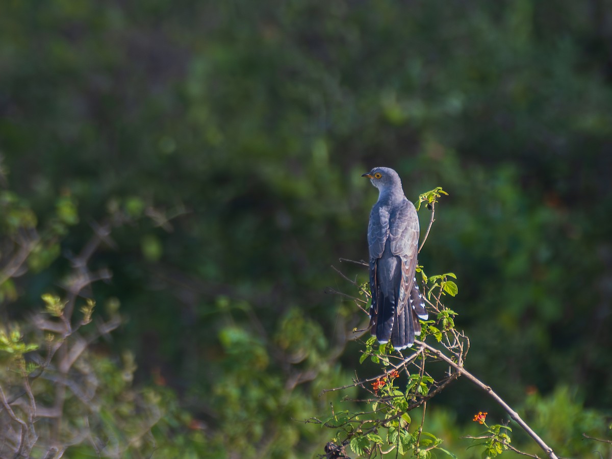 Common Cuckoo - ML642595209
