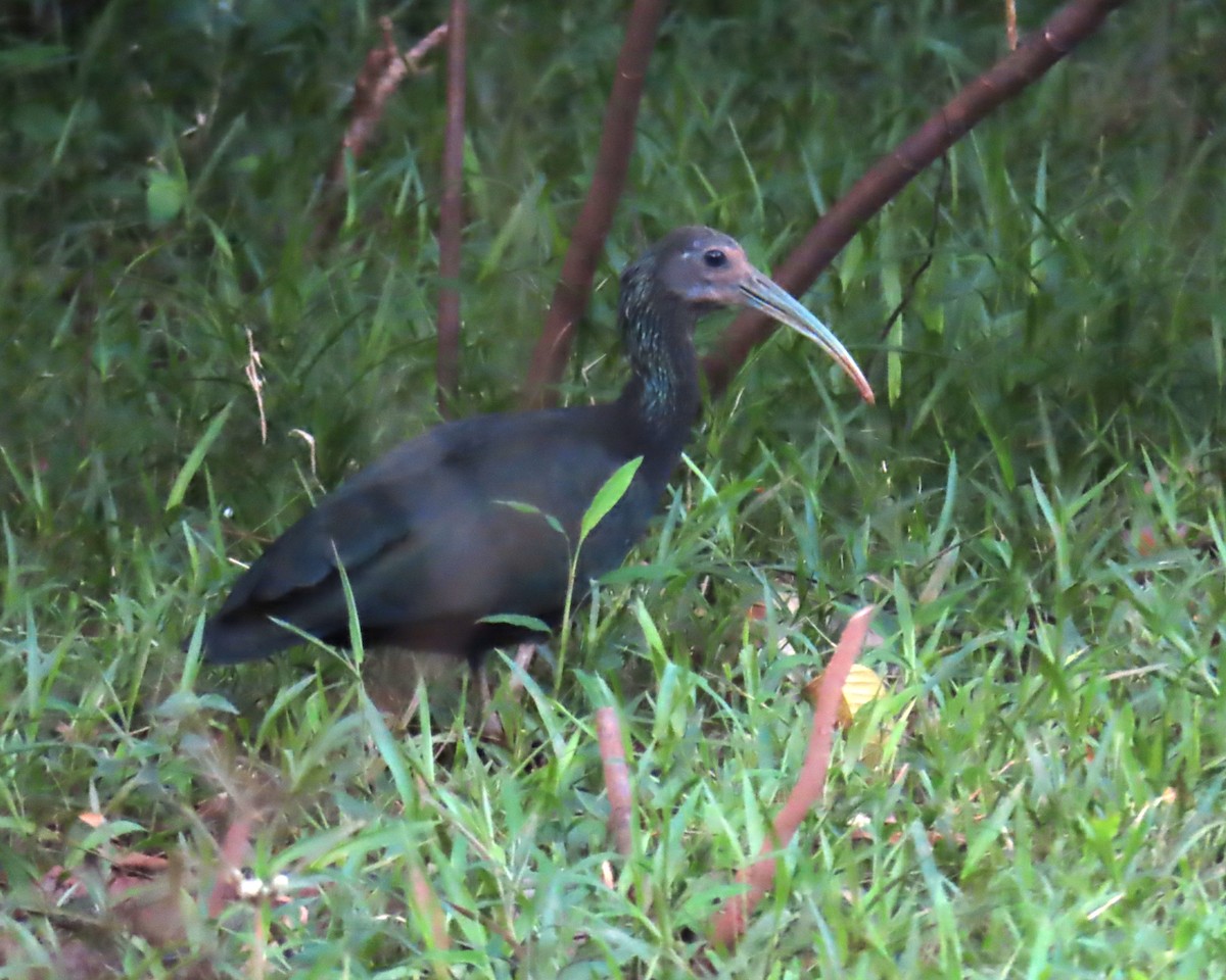 Green Ibis - ML642595212