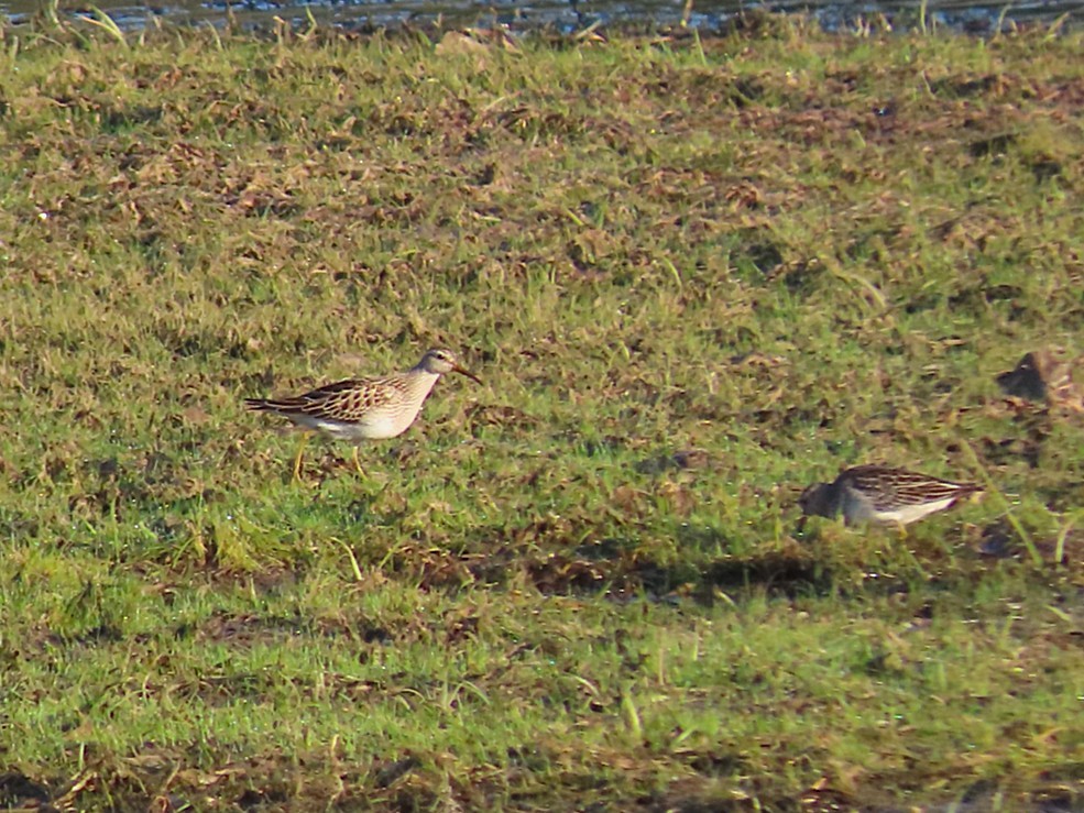 Pectoral Sandpiper - ML642595220