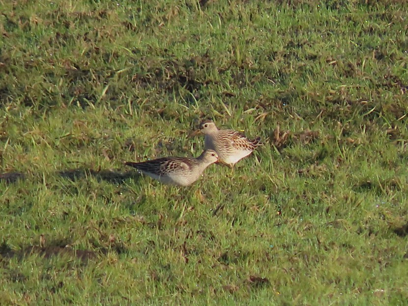 Pectoral Sandpiper - ML642595221