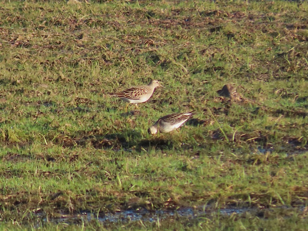 Pectoral Sandpiper - ML642595222