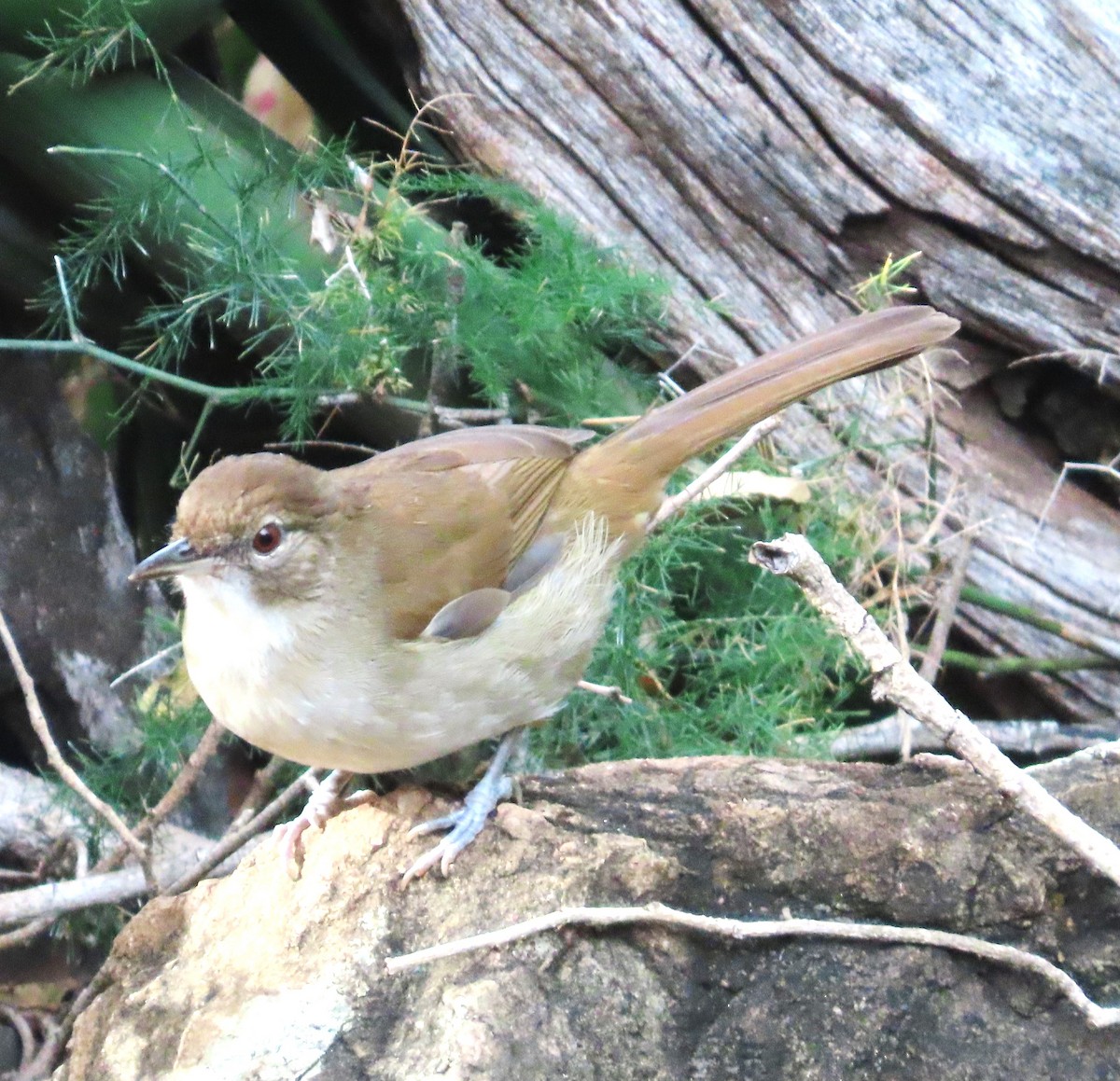 Terrestrial Brownbul - ML642595232