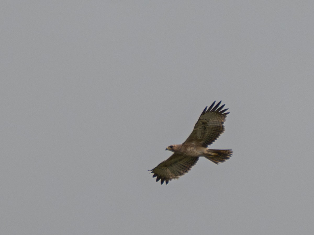 Bonelli's Eagle - ML642595244