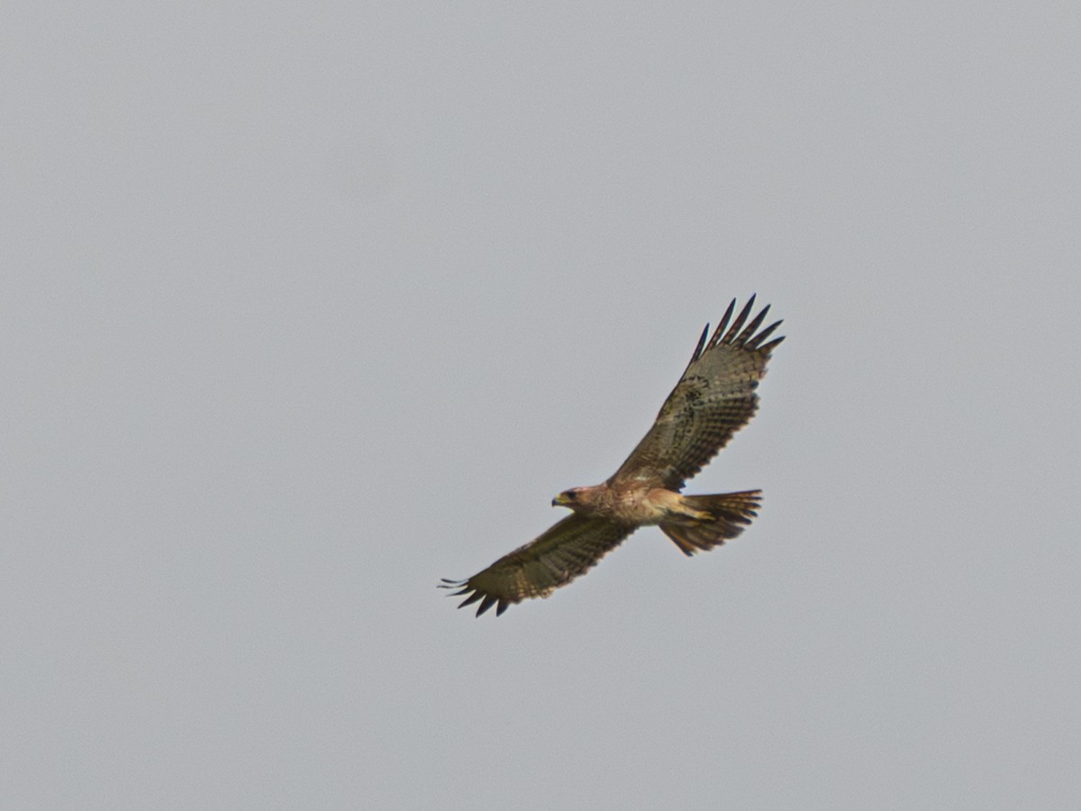 Bonelli's Eagle - ML642595245