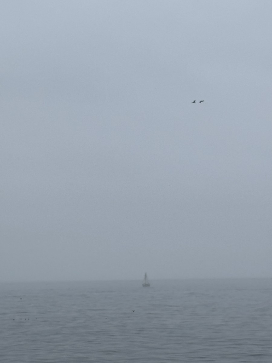 Black Skimmer - ML642595247