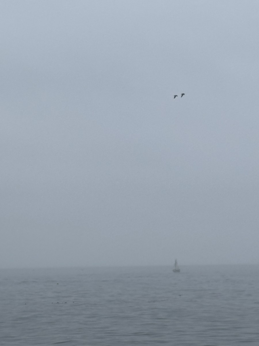 Black Skimmer - ML642595248