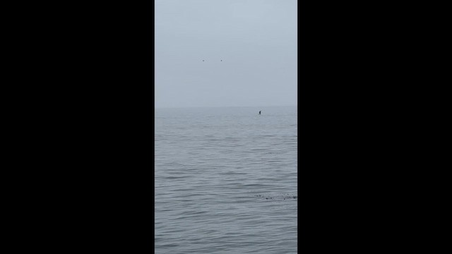 Black Skimmer - ML642595249