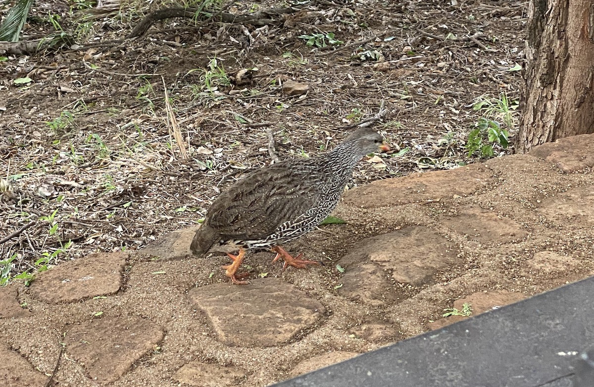 Natal Spurfowl - ML642595280