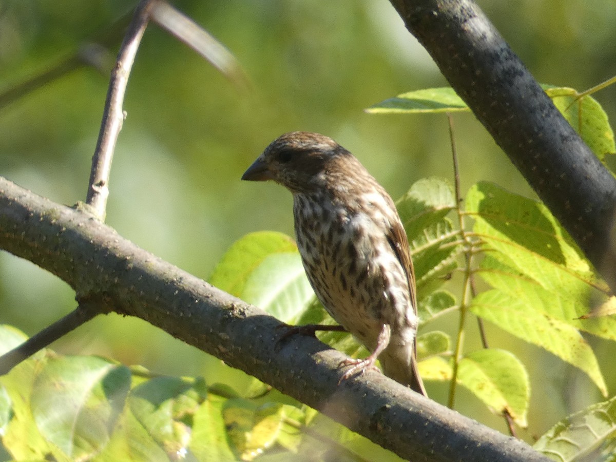 Purple Finch - ML642595302