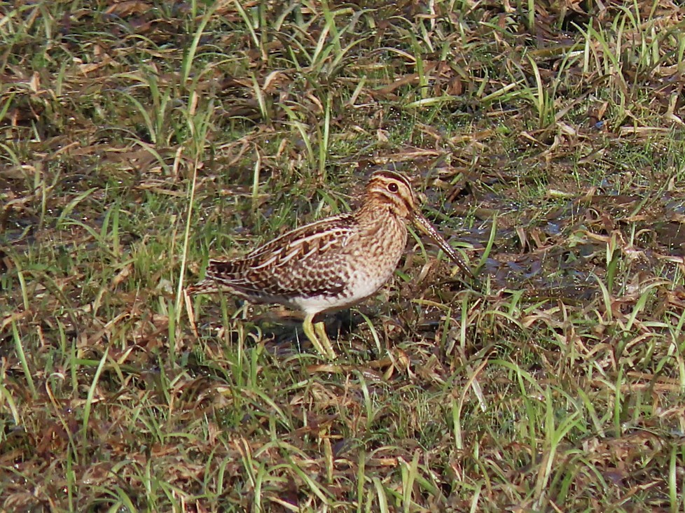 Wilson's Snipe - ML642595307