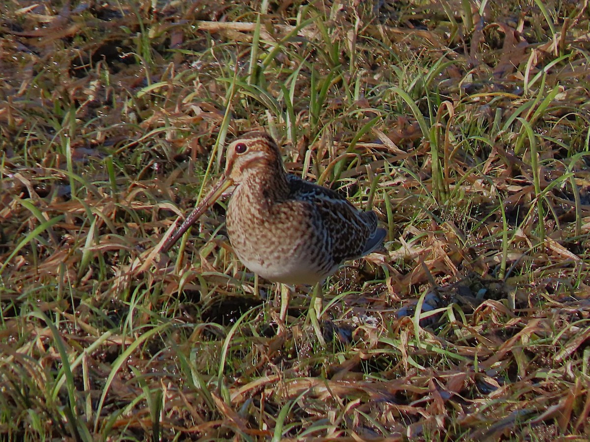 Wilson's Snipe - ML642595308