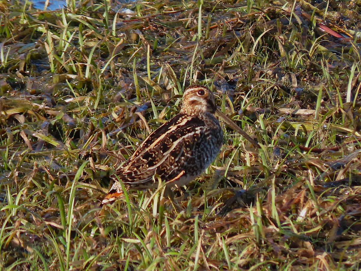 Wilson's Snipe - ML642595309