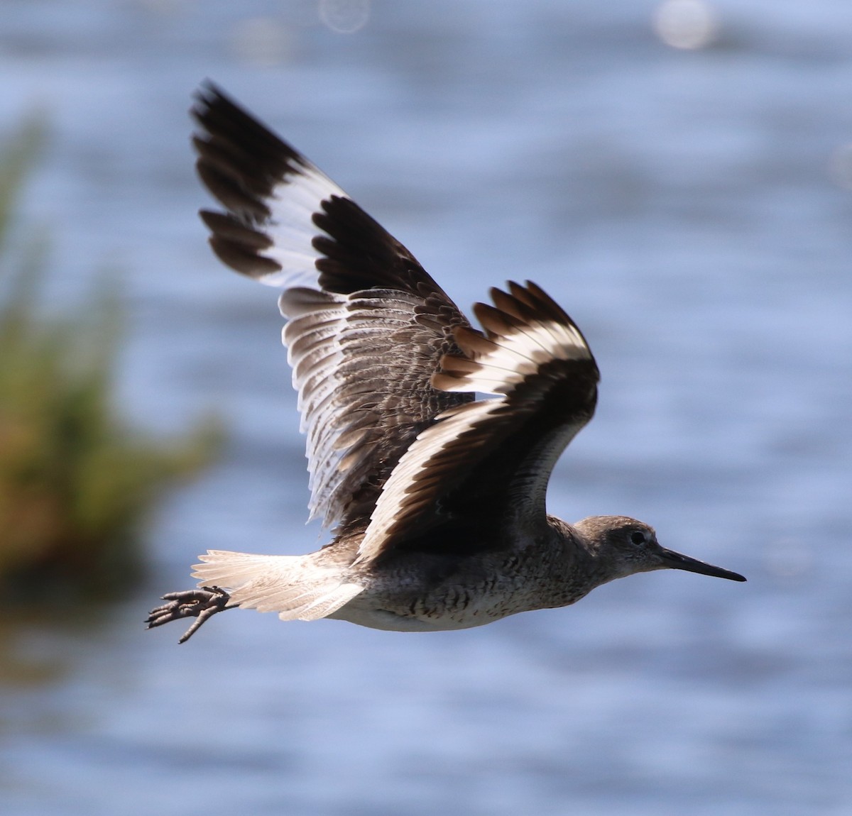 Willet - ML64259531